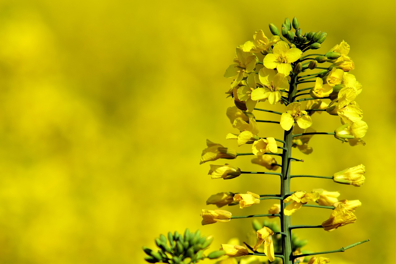 Image - oilseed rape close yellow