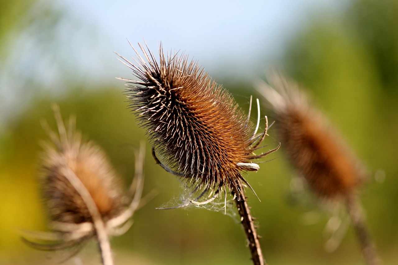 Image - karden wild cards dispacus prickly