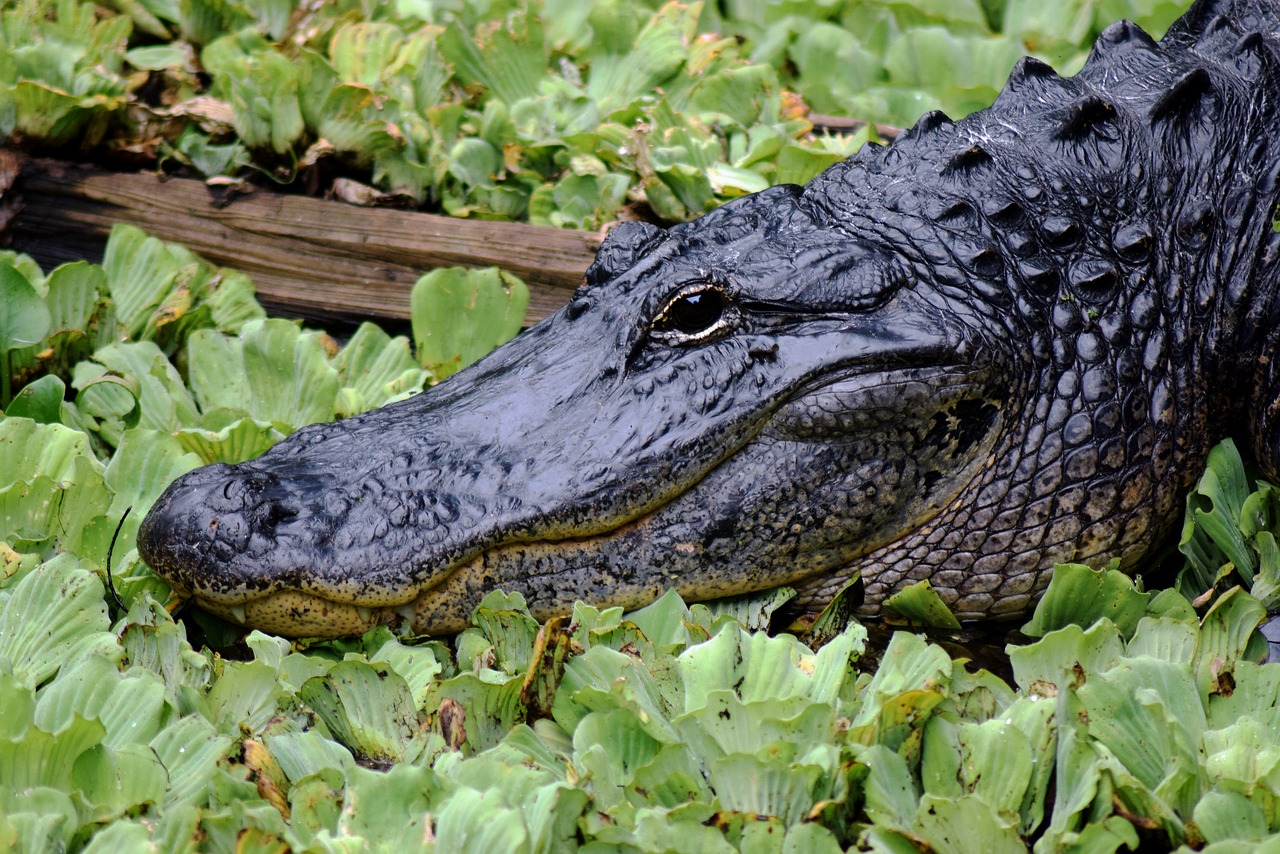 Image - alligator close up face florida