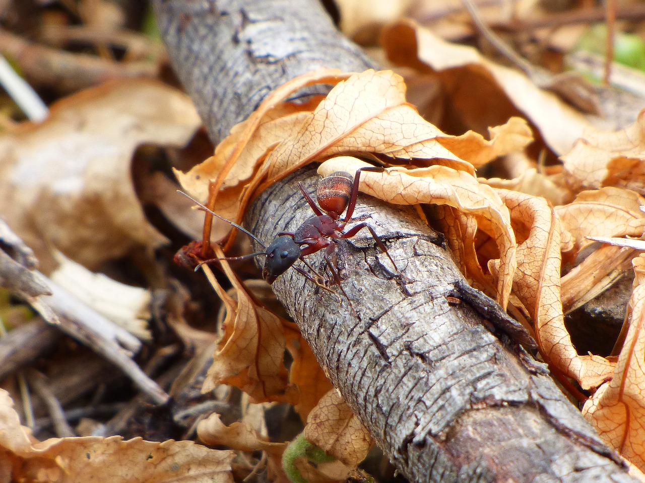 Image - ant detail trunk insect small