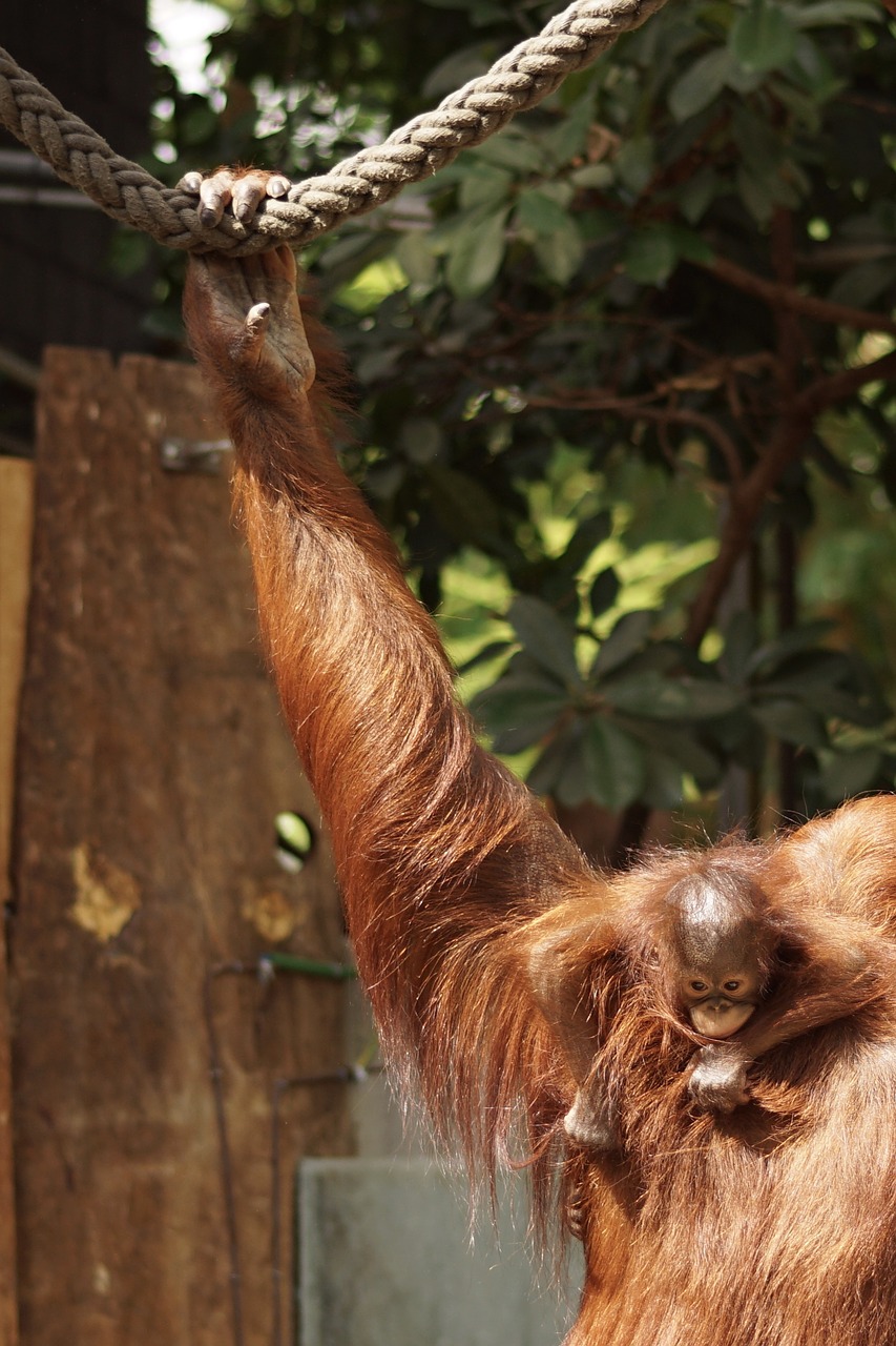 Image - zoo orang utan young animal