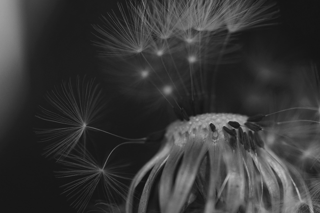 Image - dandelion black and white close