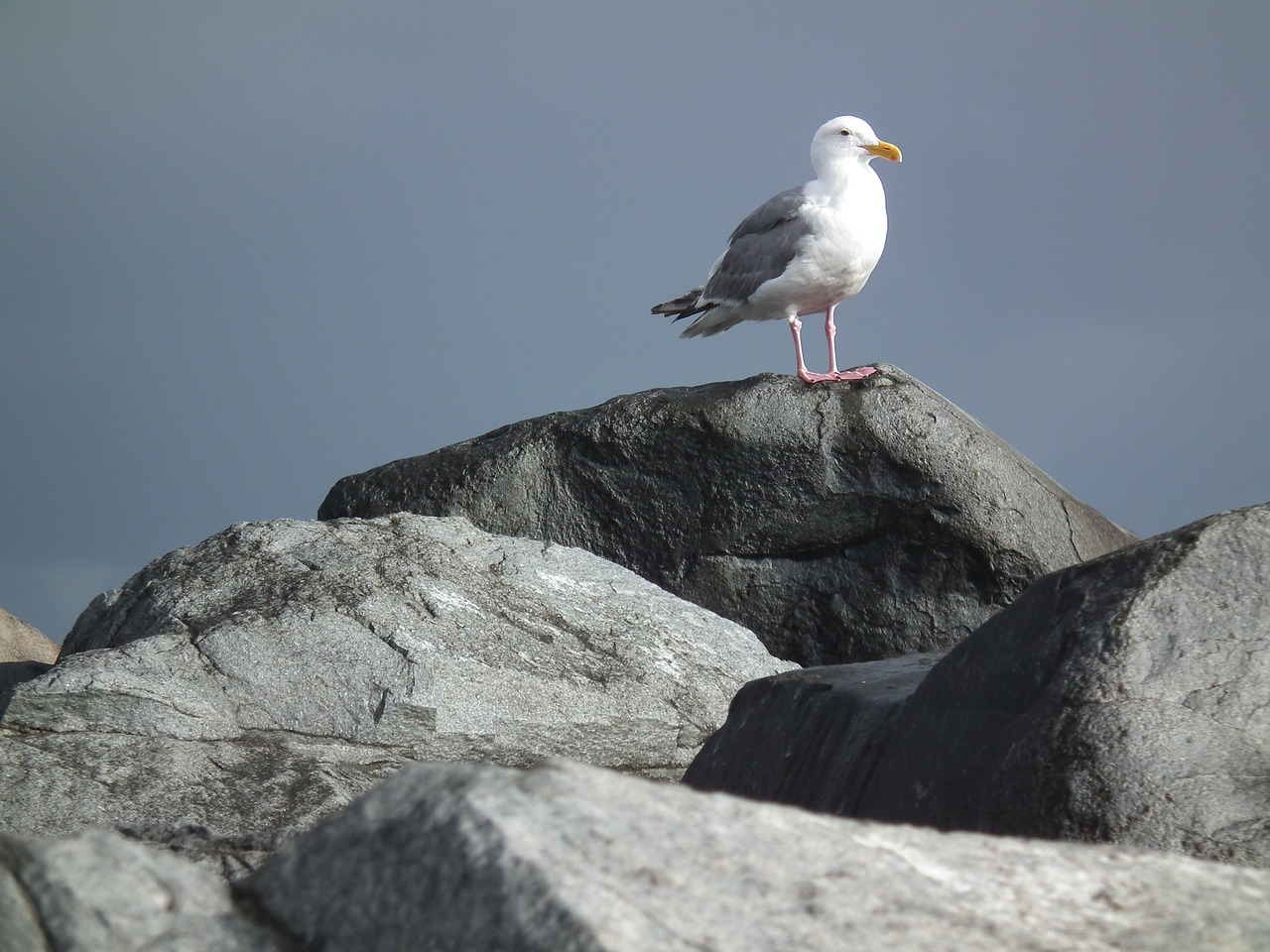 Image - seagull rocks ocean stone seascape