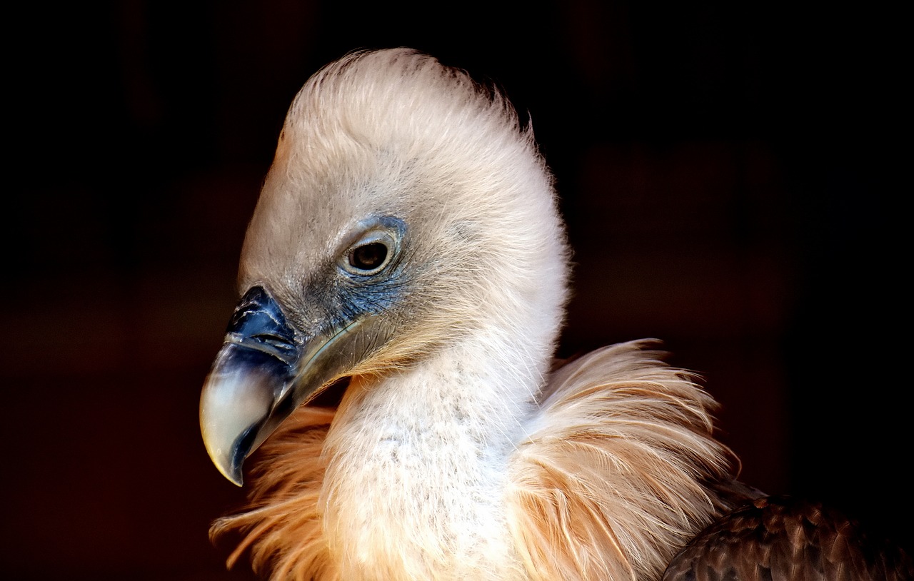 Image - vulture bird bird of prey