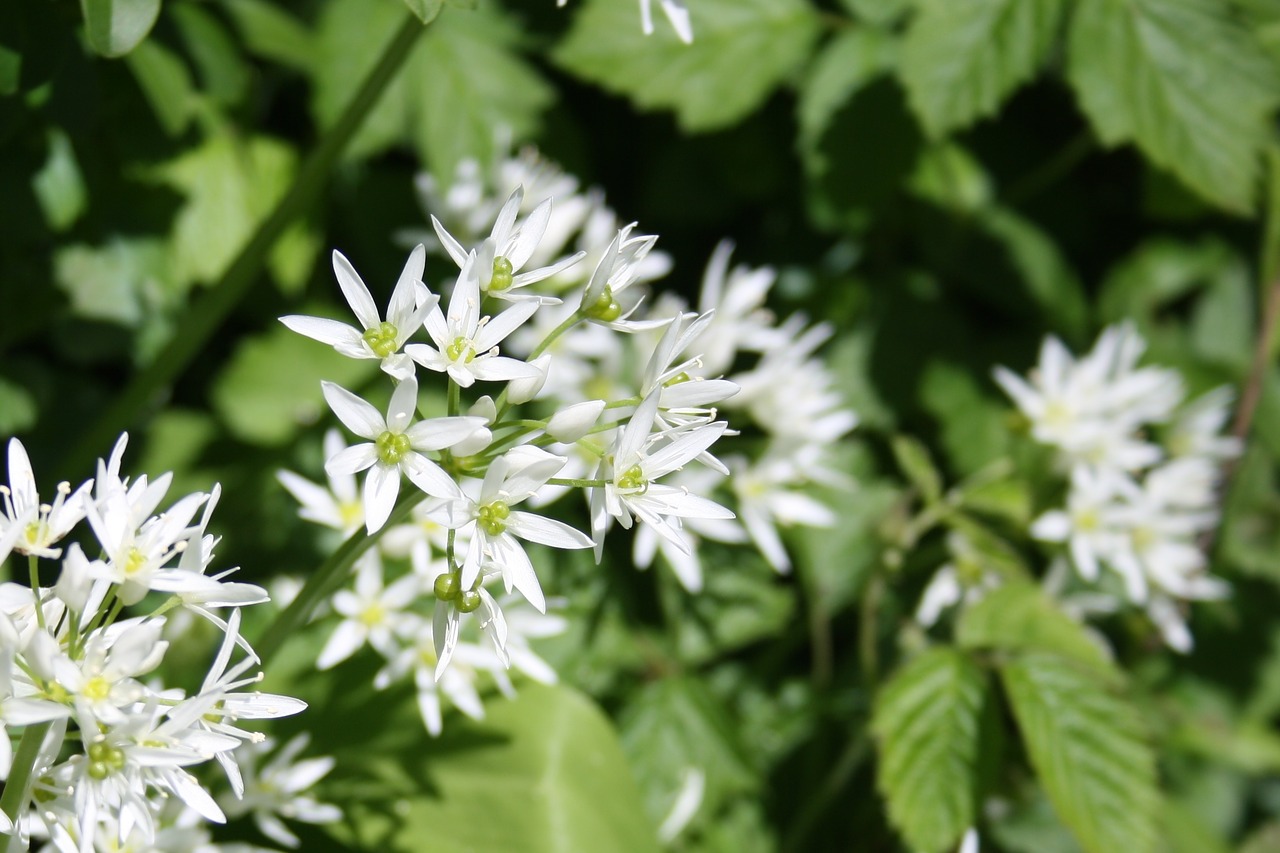 Image - bear s garlic spring forest green