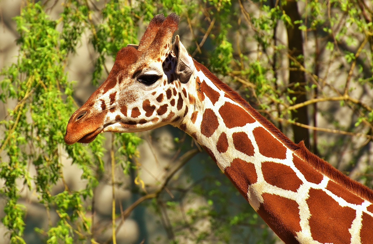 Image - giraffe wild animal stains