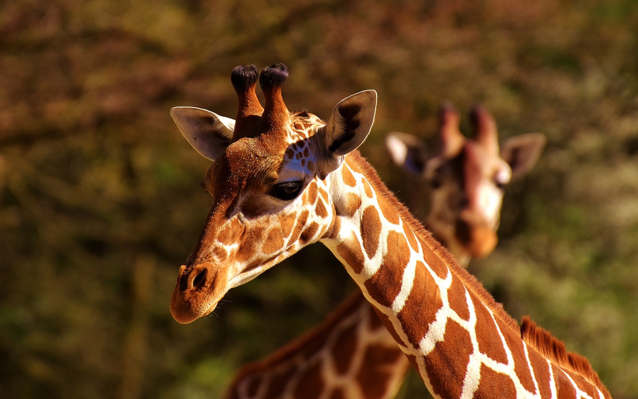 Image - giraffe wild animal stains