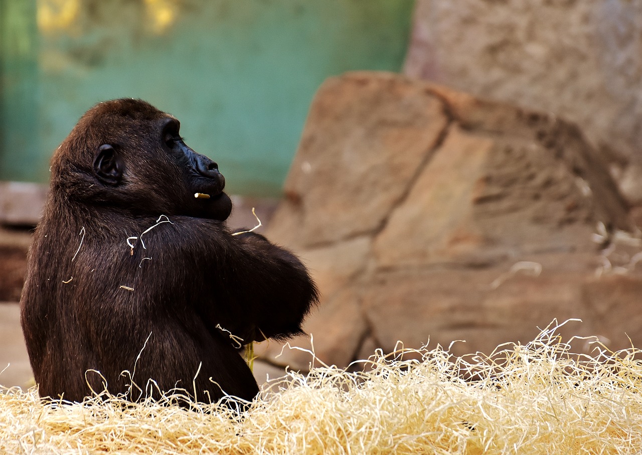 Image - gorilla monkey funny animal zoo