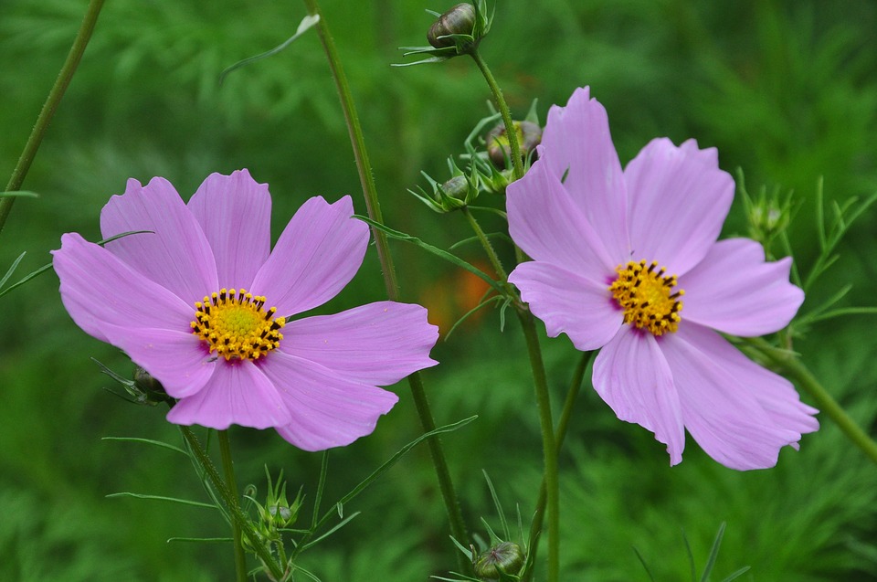 Image - flowers flower spring