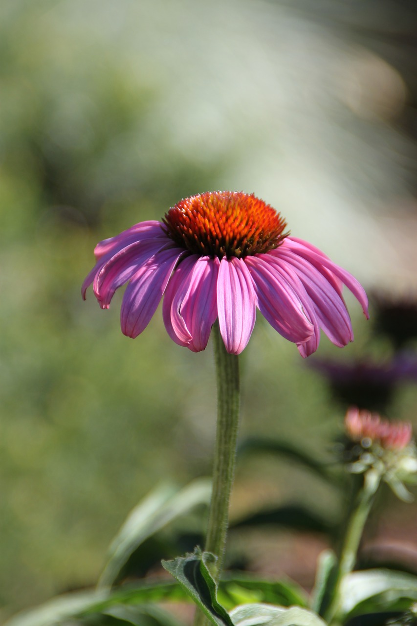 Image - purple coneflower utah