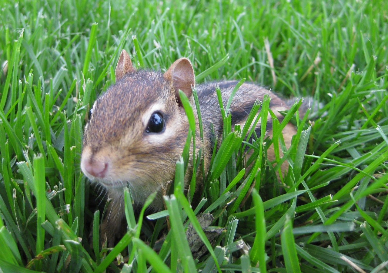 Image - chipmunk animal rodent nature tail