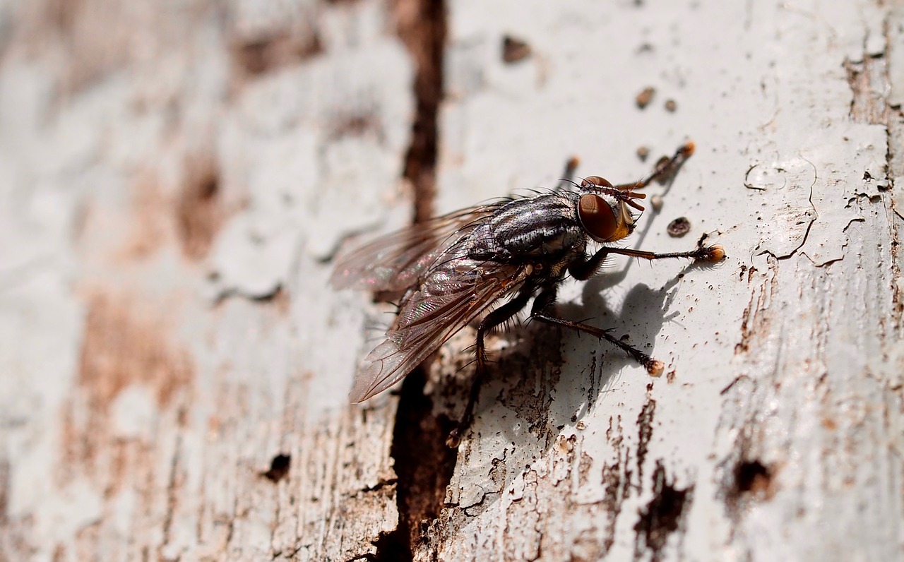 Image - insect fly nature flyer mosquito