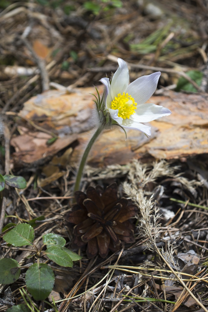Image - flowers siberian snowdrop