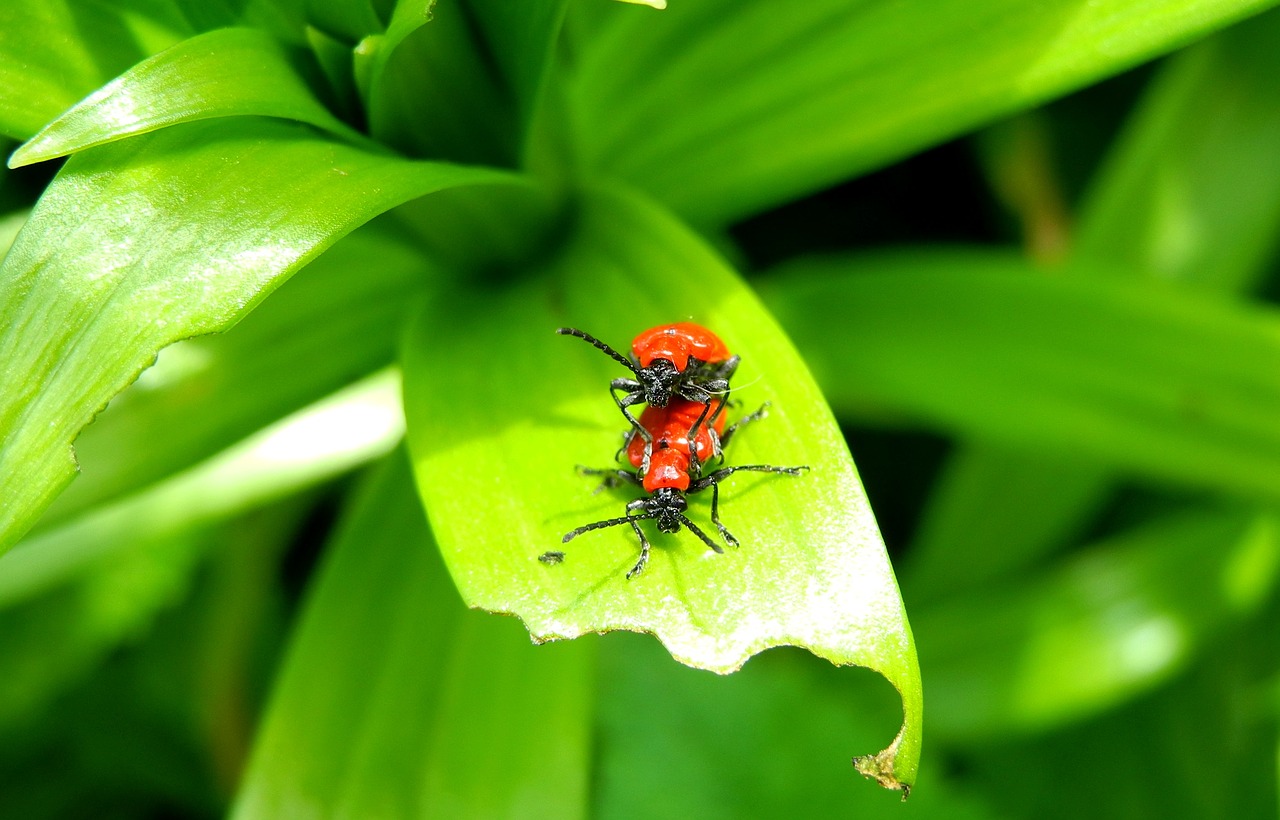 Image - beetle lily beetle red bug red