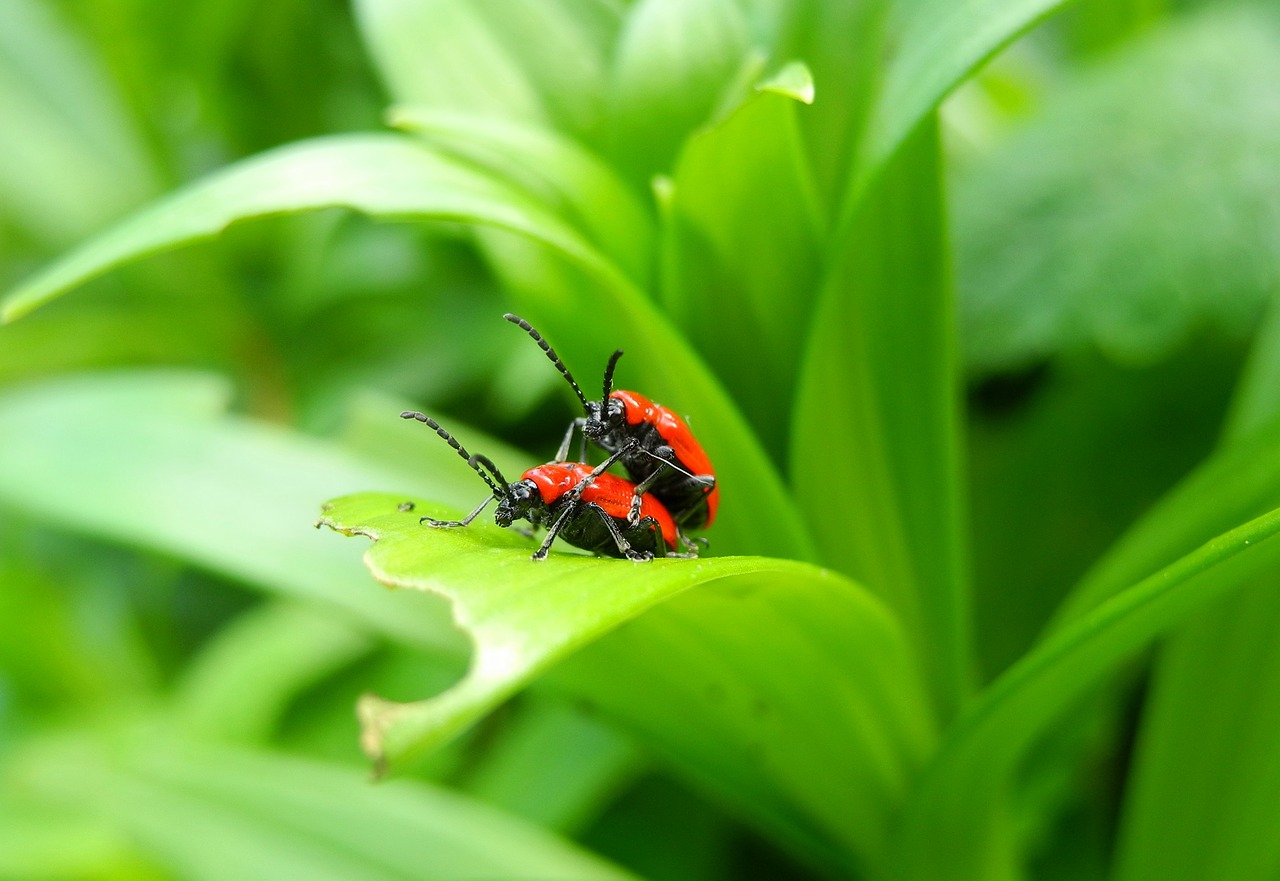 Image - beetle lily beetle red bug red