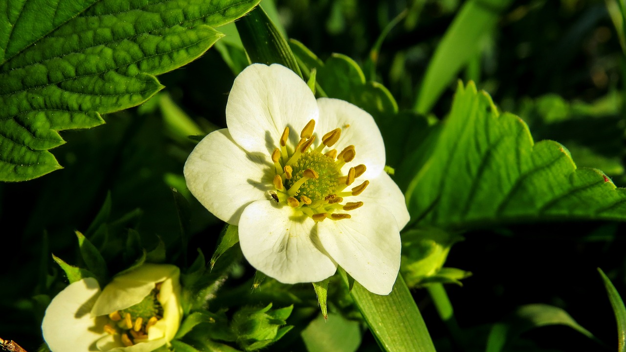 Image - strawberry flower macro white