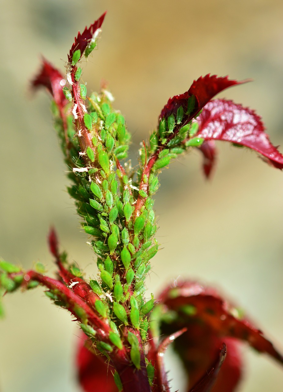 Image - aphids green aphid aphid infestation