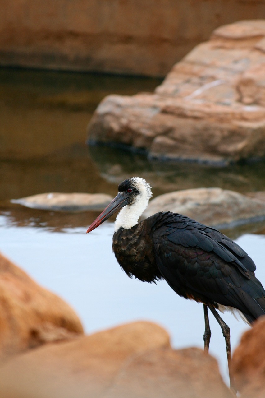 Image - kenya safari water bird rare