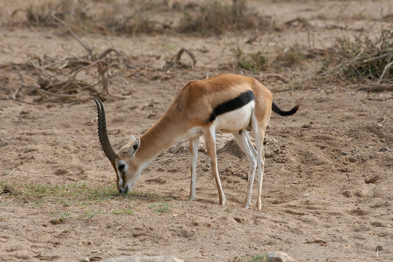 Image - gazelle kenya safari africa wild