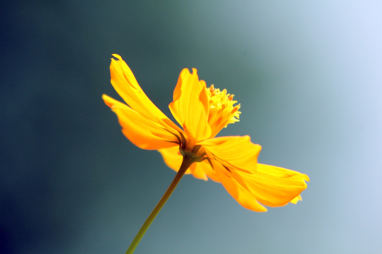 Image - flower yellow cloudy nature