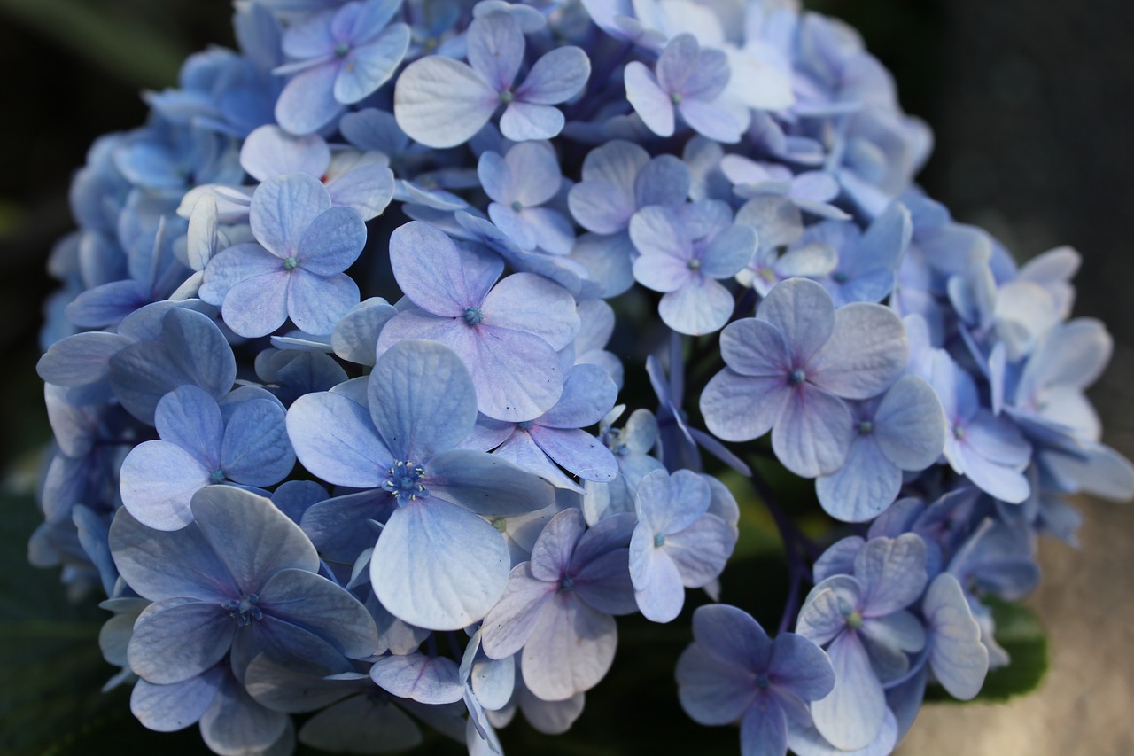 Image - hydrangea flower blue floral