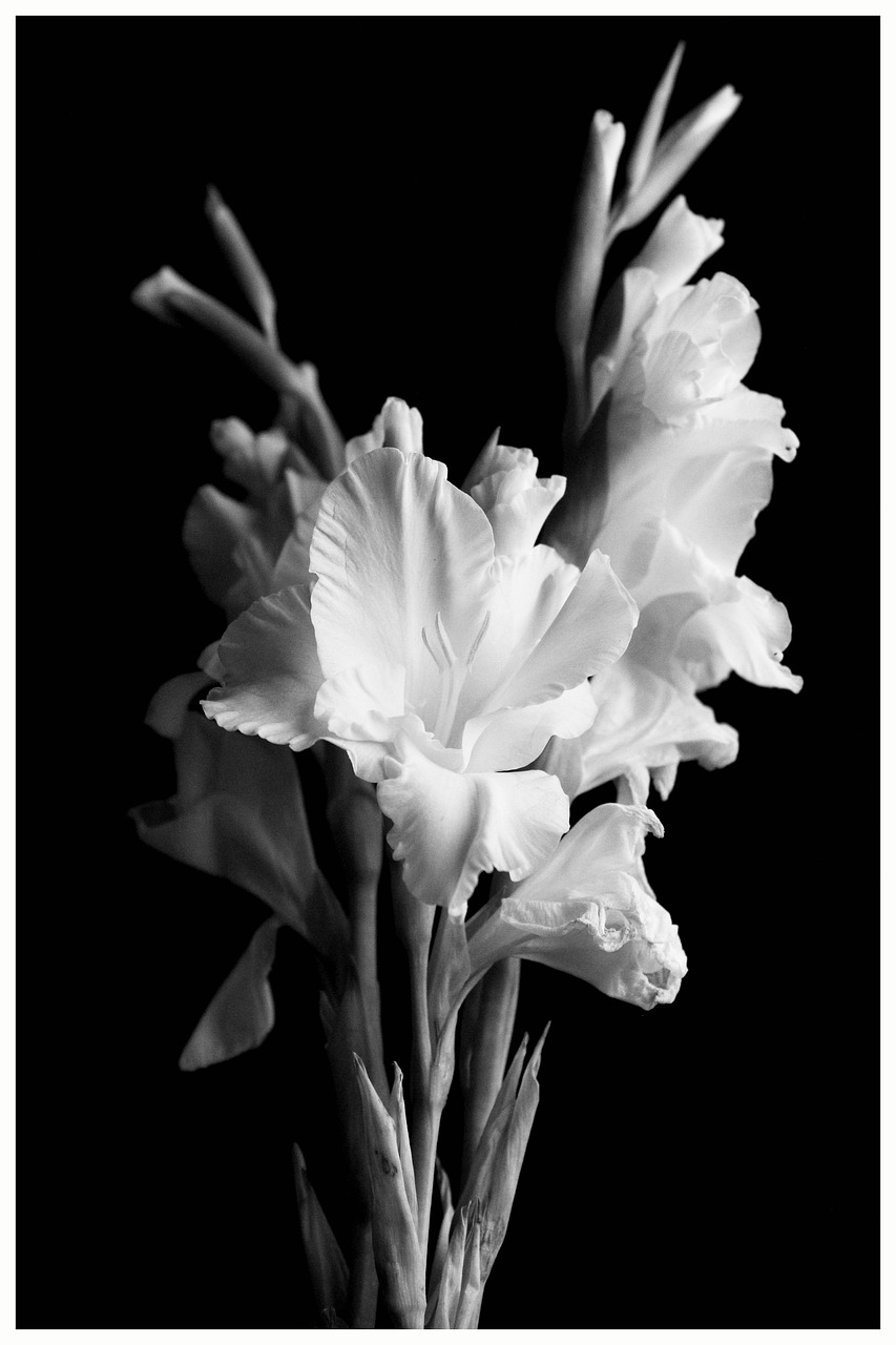 Image - gladiolus flower black white