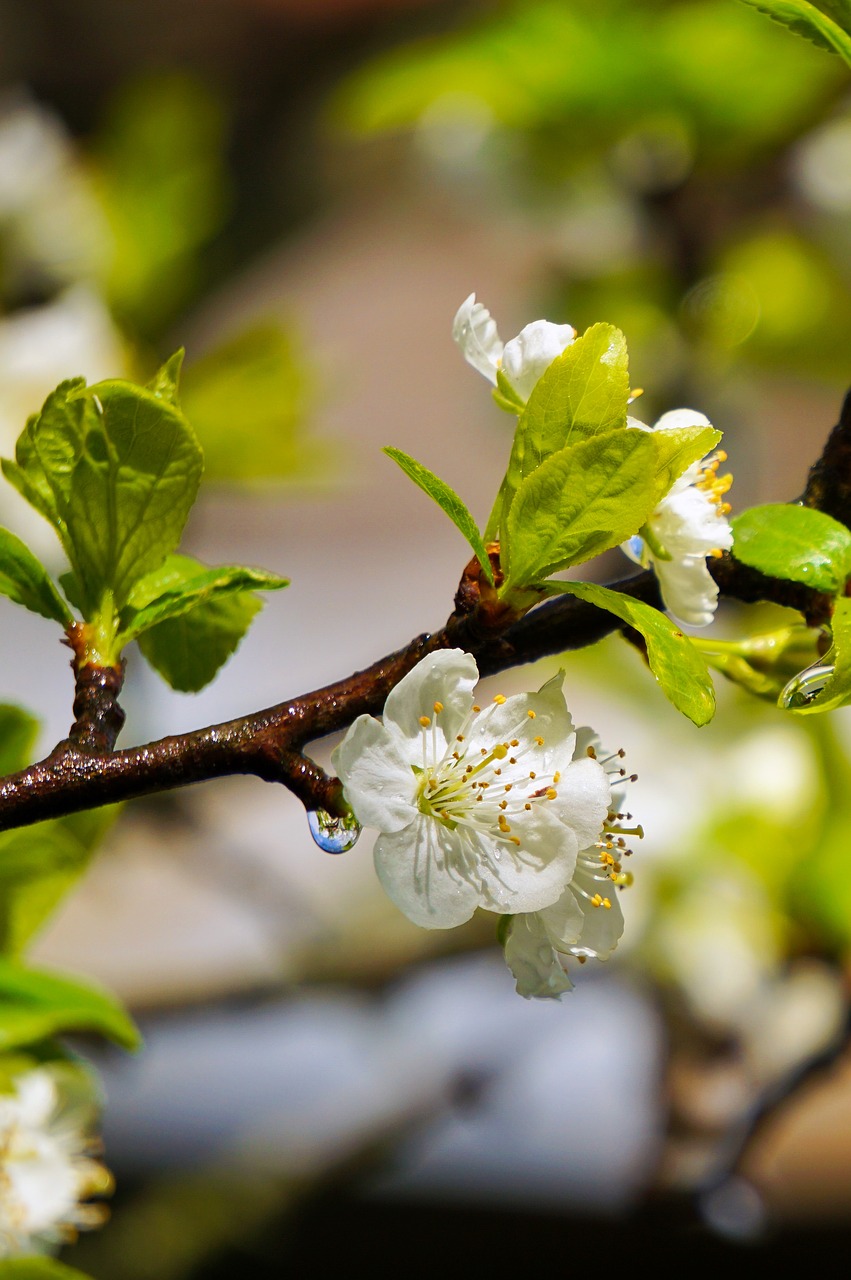 Image - spring flowers rain green white