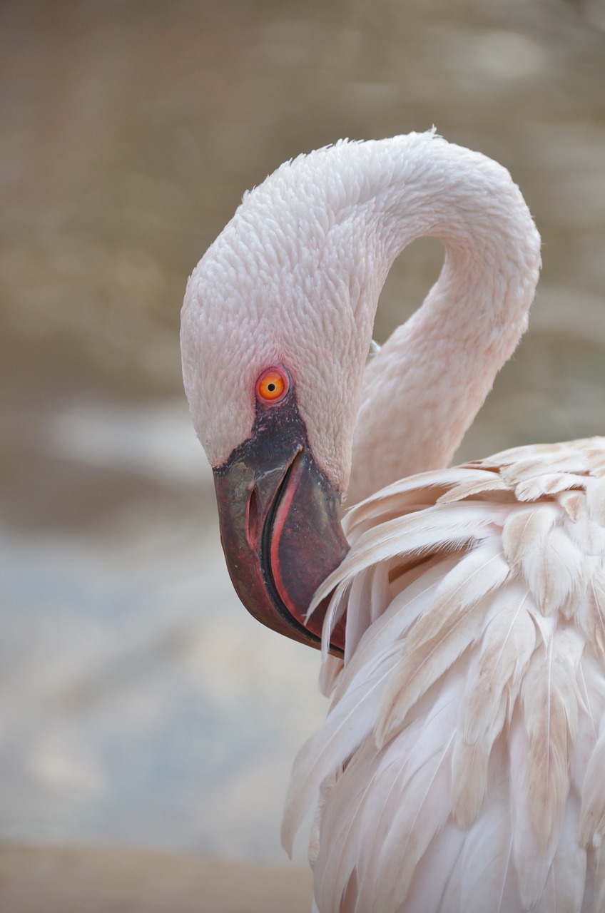 Image - flamingo looking bird pink bird