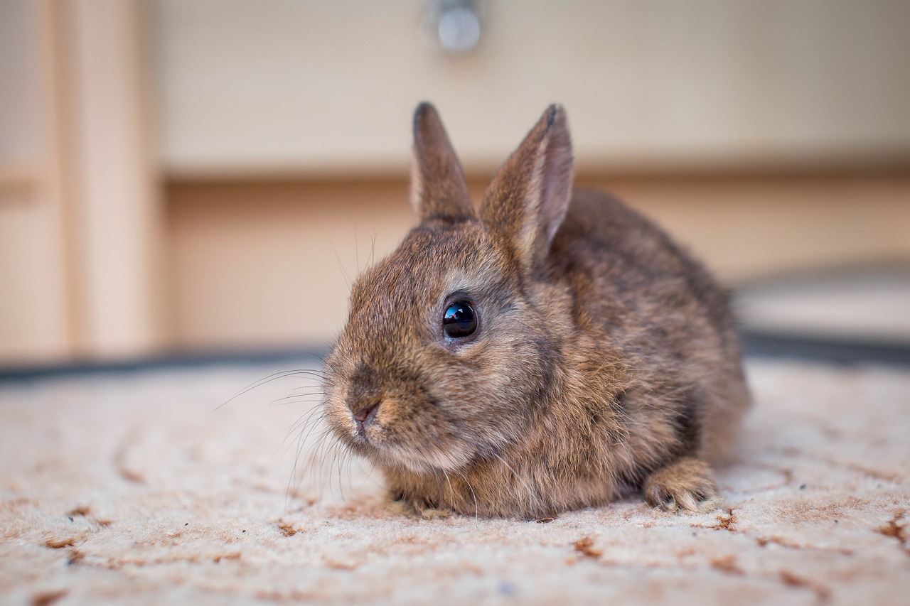 Image - dwarf bunny hare small hare nager