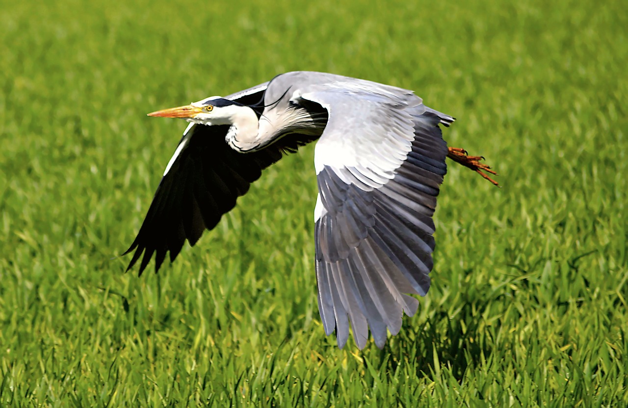 Image - heron flight fly bird nature