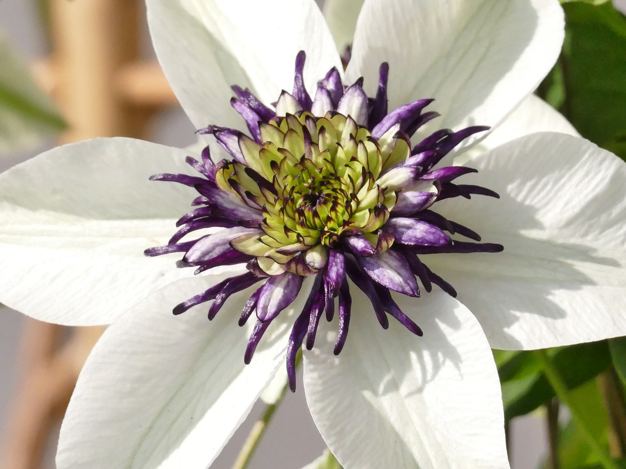 Image - clematis plant blossom bloom