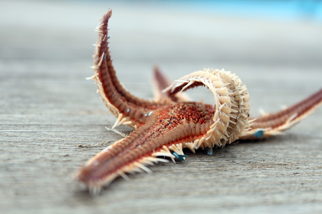 Image - starfish dry sea animal port