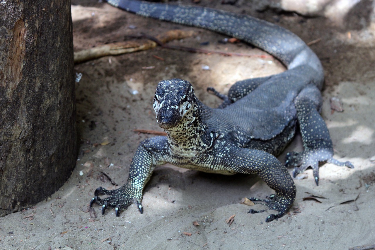 Image - lizard monitor animal large claw