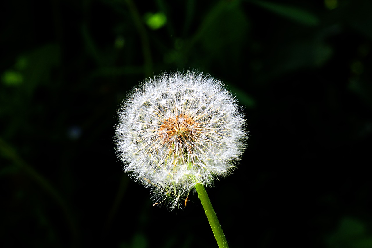 Image - dandelion seed contrast lights