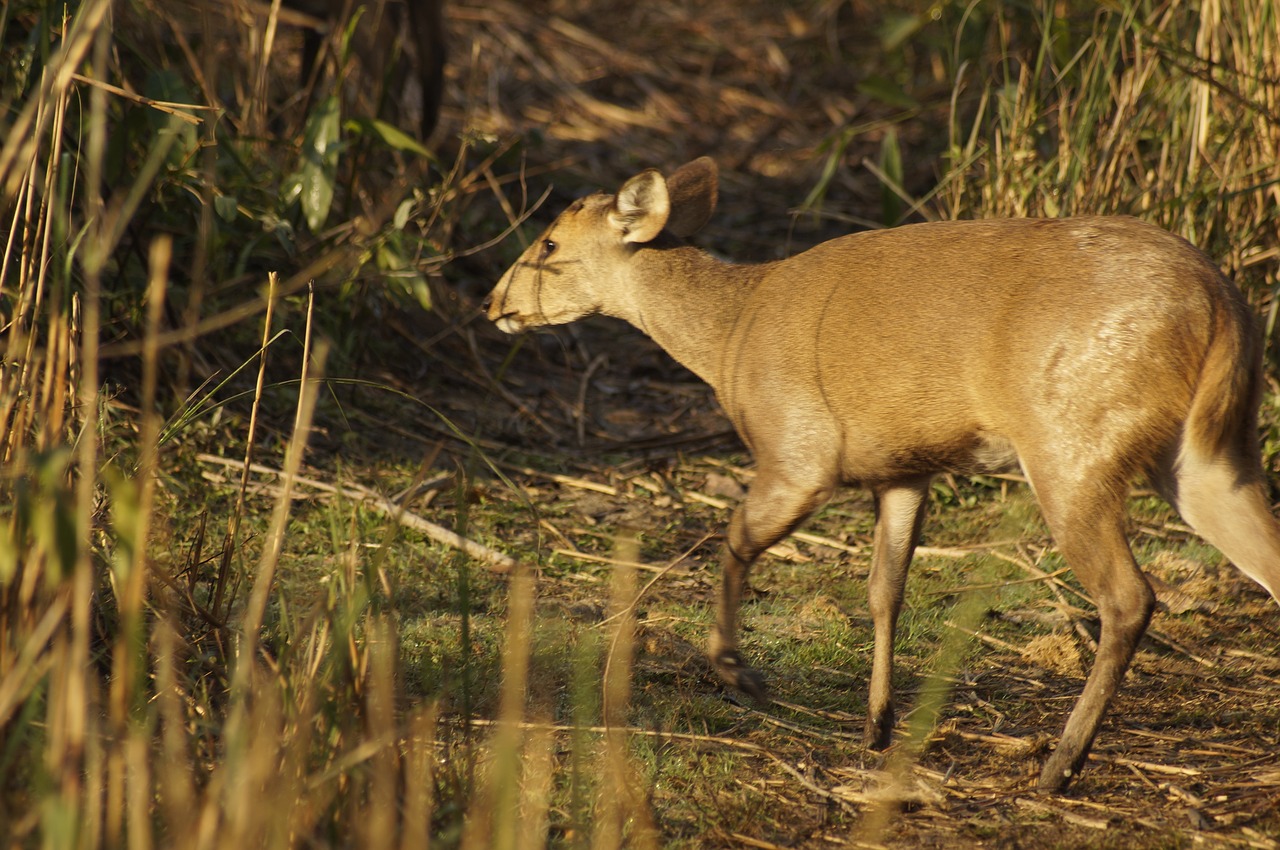 Image - wildlife reindeer wild forest