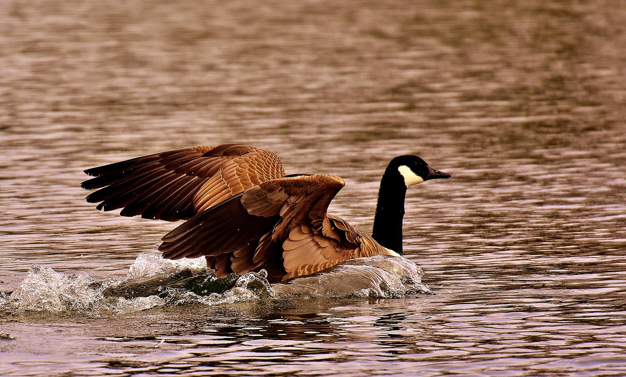 Image - goose wild goose water landing