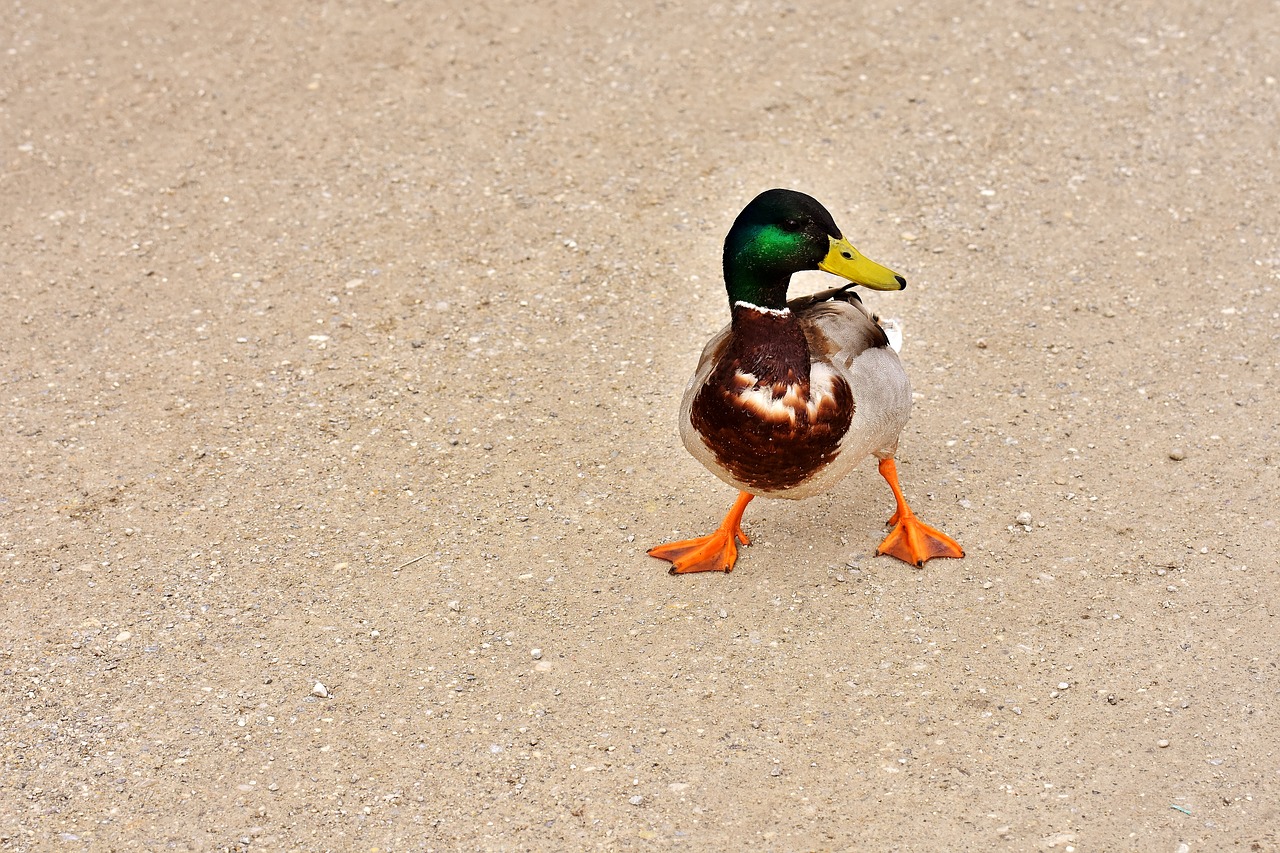 Image - duck funny water bird poultry
