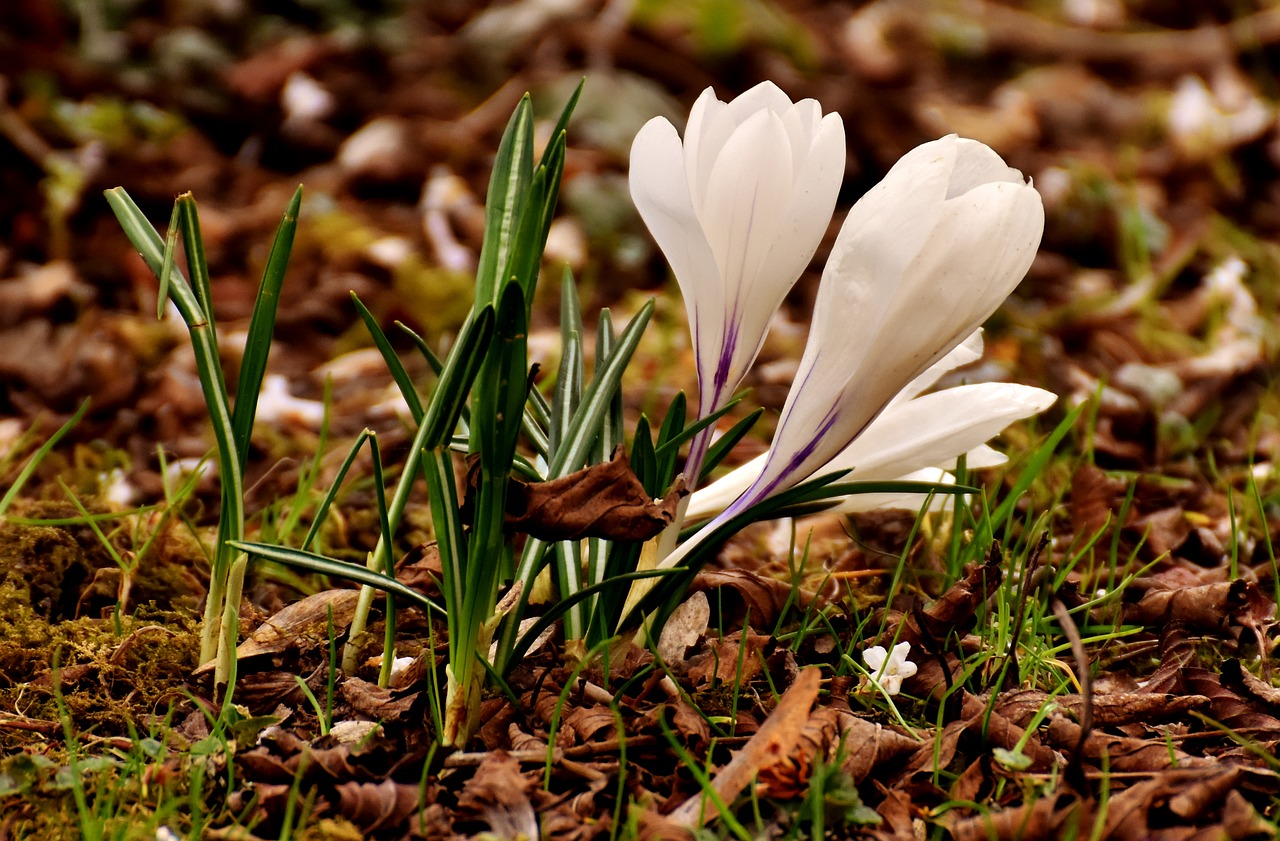 Image - crocus flower white blossom bloom