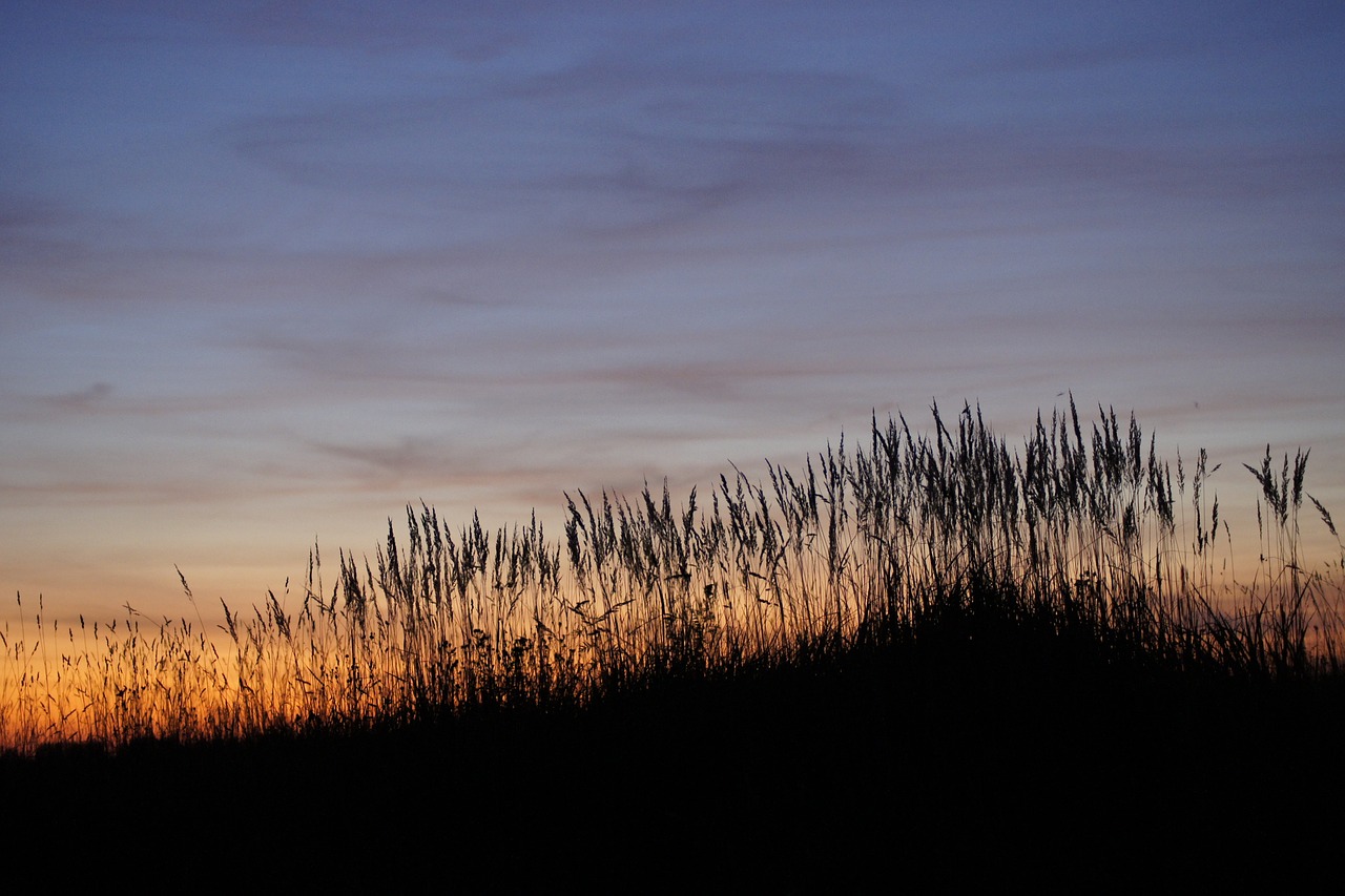 Image - sunset summer sun nature evening