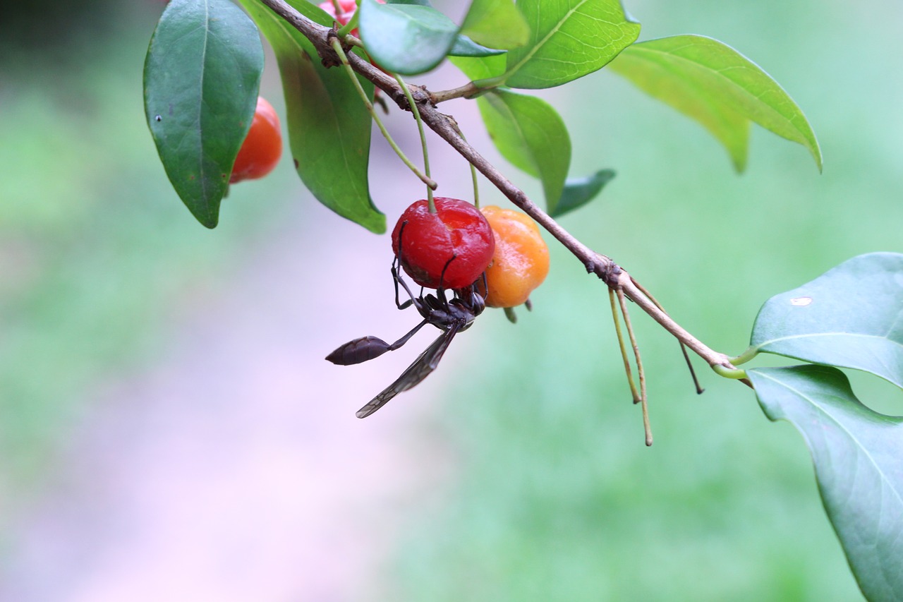 Image - hornet insects fruit