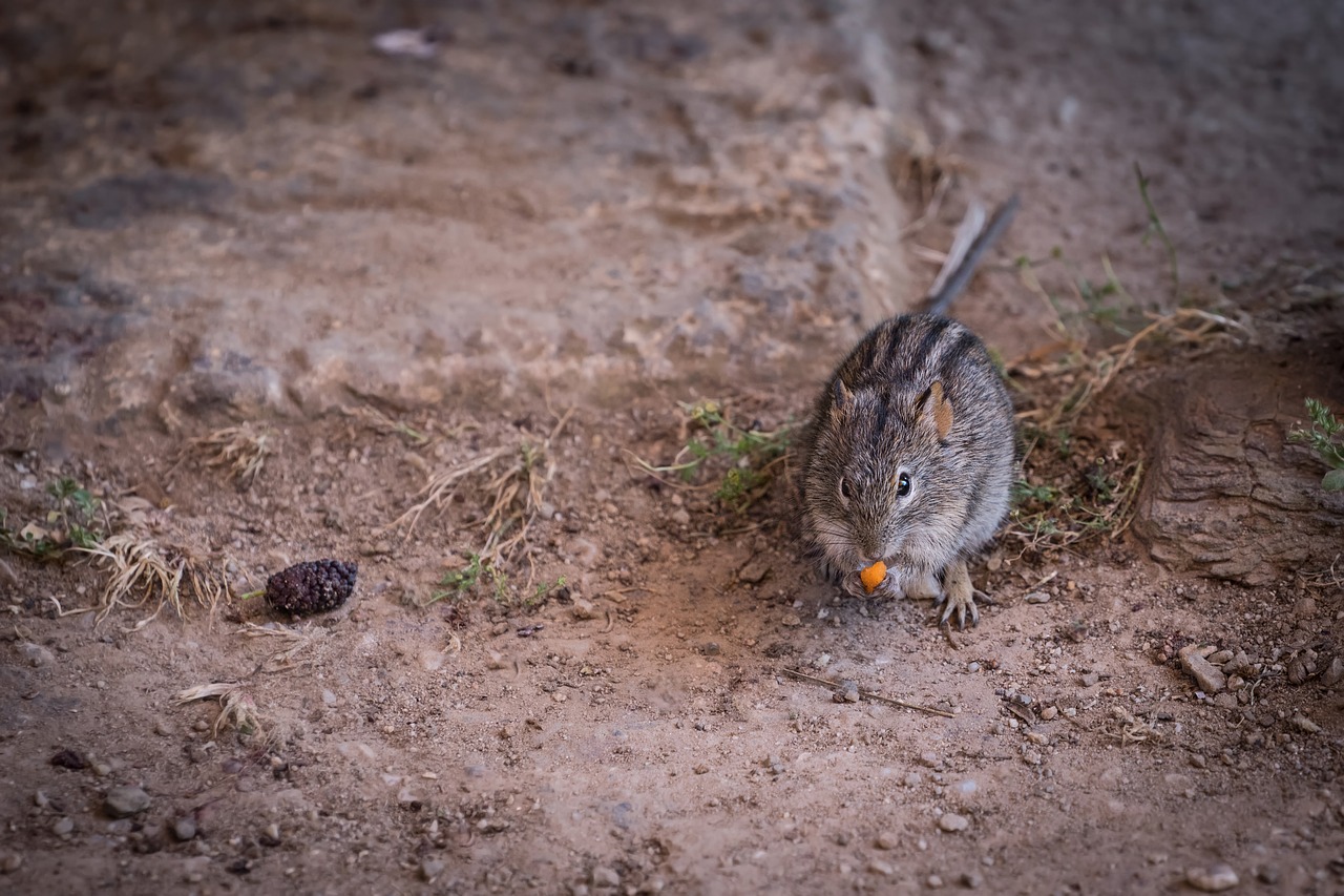 Image - animal mammal mouse strip mouse