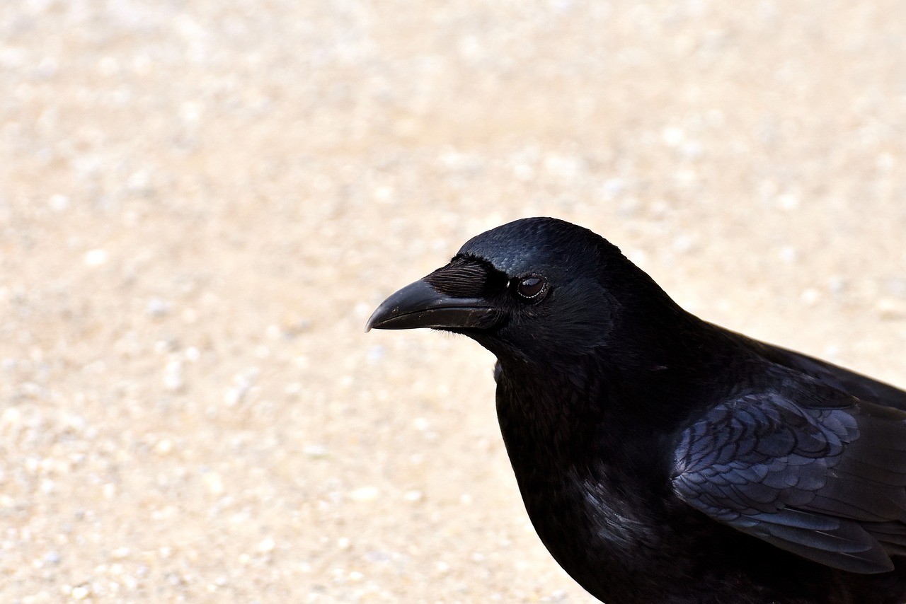 Image - crow raven bird black raven bird