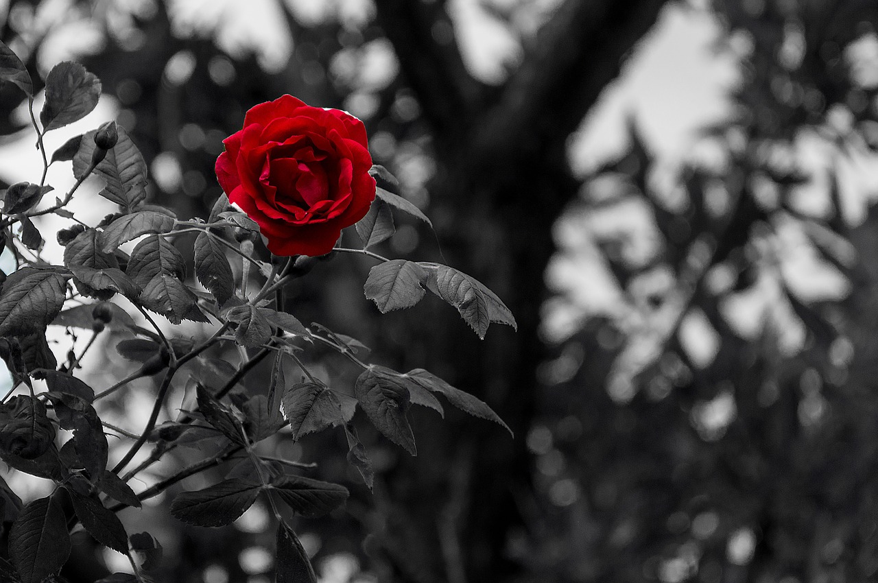 Image - black white rose flower