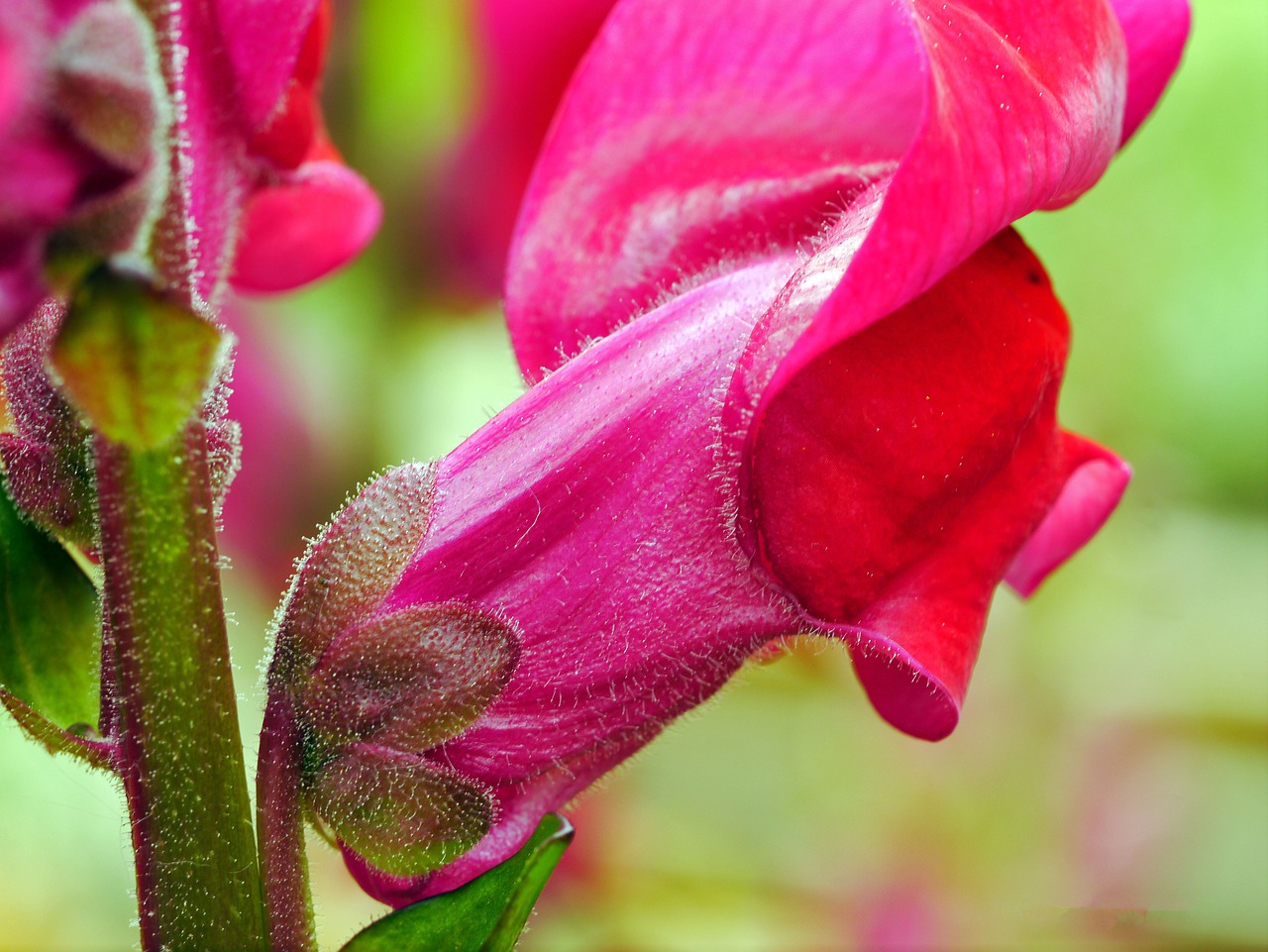 Image - loewenmaeulchen blossom bloom red