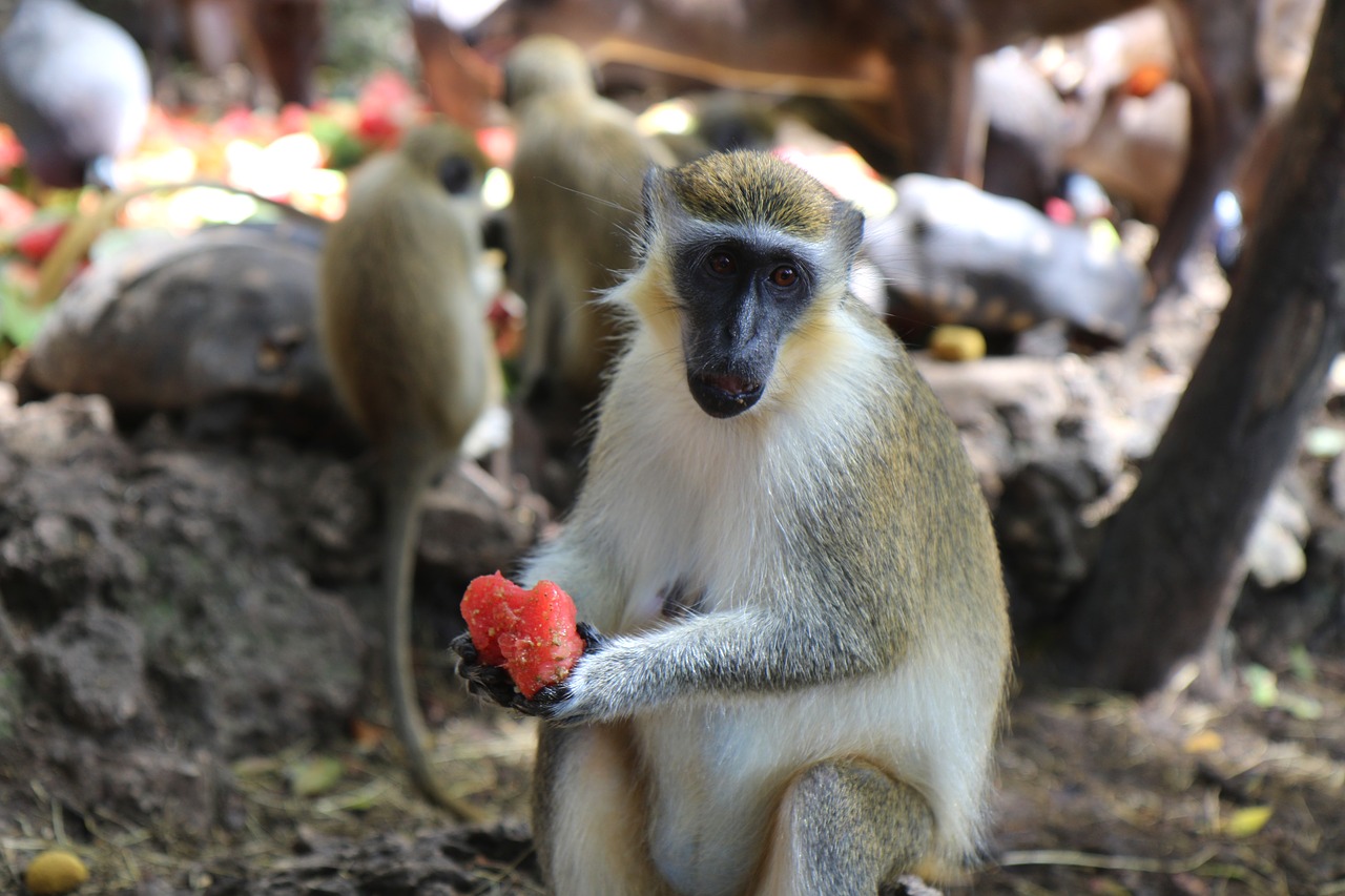 Image - monkey watermelon wildlife