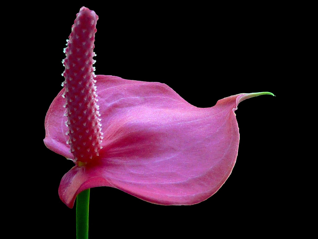 Image - flamingo flower blossom bloom