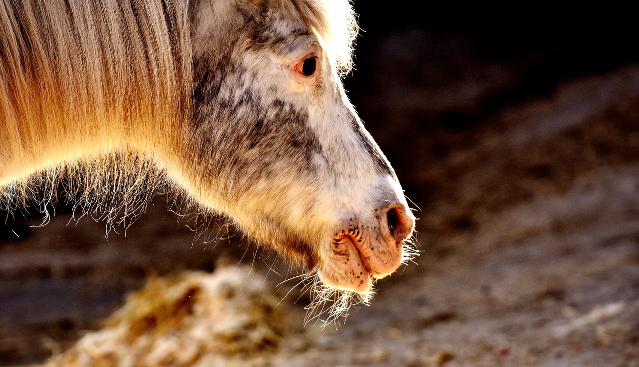 Image - pony sun animal light nature