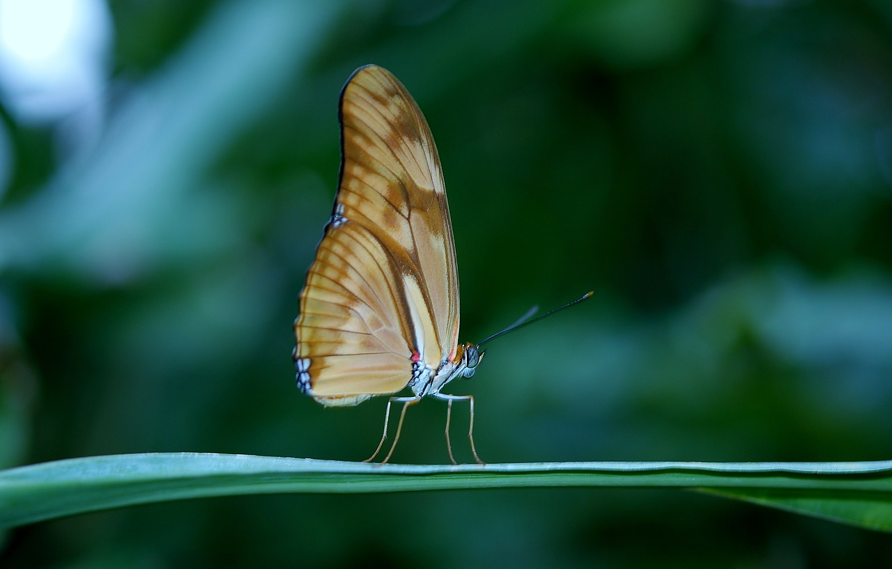 Image - butterfly insect wing wildlife bug