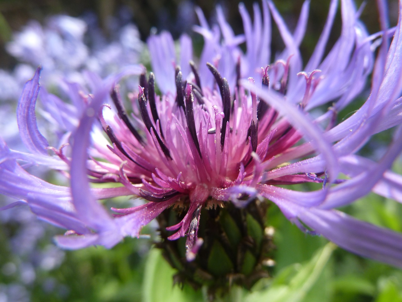 Image - cornflower blue blossom bloom