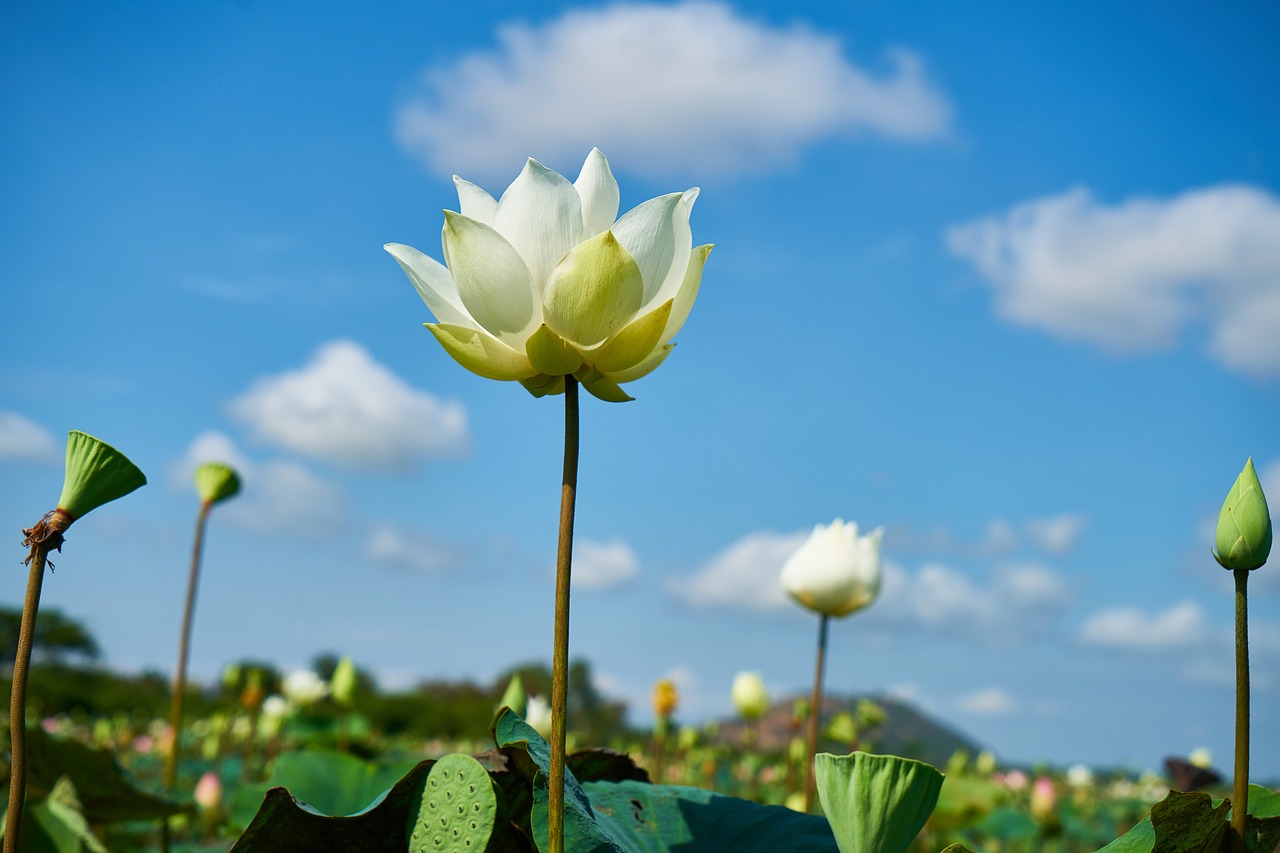 Image - flower white lotus nature plant